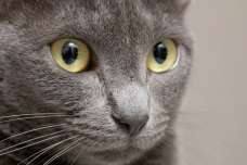 猫の目の色が変わる理由は？子猫から成長で変化する目の色のなぞについて