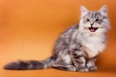 猫のサイレントニャーに隠された意味とは？そこには実に奥深い意味がある！