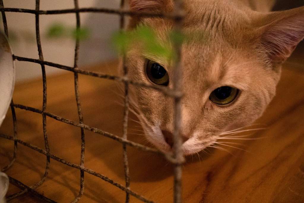 ソマリの飼い方で気を付けたい環境とポイント ペットタイムズ