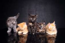 猫の毛色や模様の種類とは？　それらを決める遺伝子と呼び名について