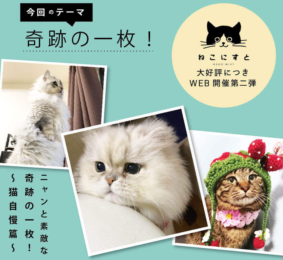 ねこ写真パネル＆グッズ展「ねこにすと」がWEBで楽しめる