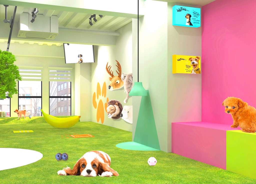 芝が一面に広がる「犬専門のフォトスタジオ」が誕生！子供のフォトスタジオのような全空間を活用した撮影スタイル