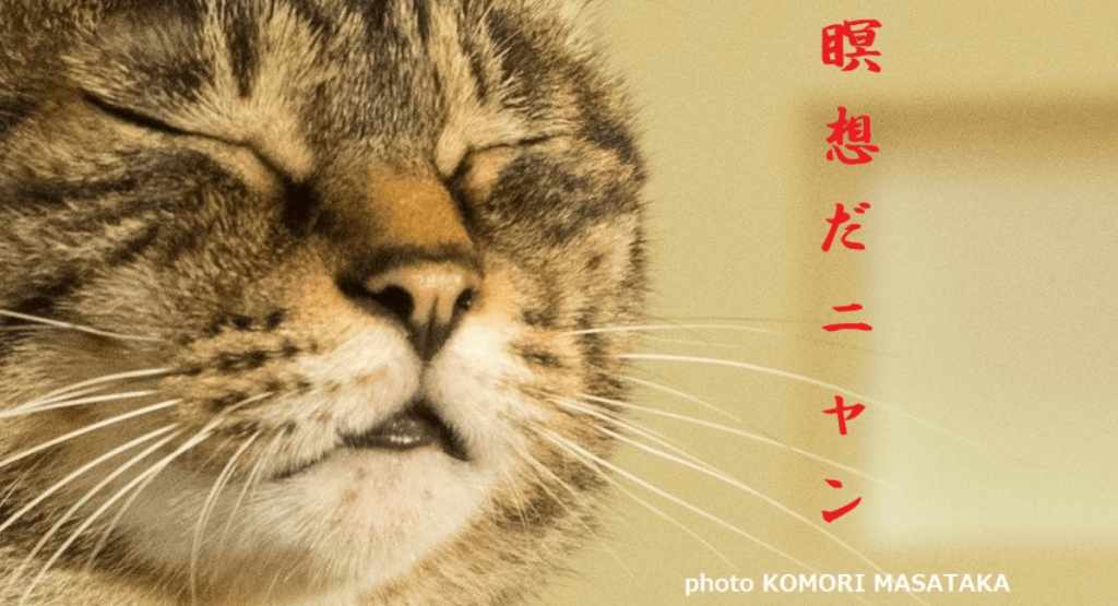 世界一やさしい瞑想入門『ねこ瞑想』～たっぷりの猫写真に癒されながら心と体をリフレッシュ‼
