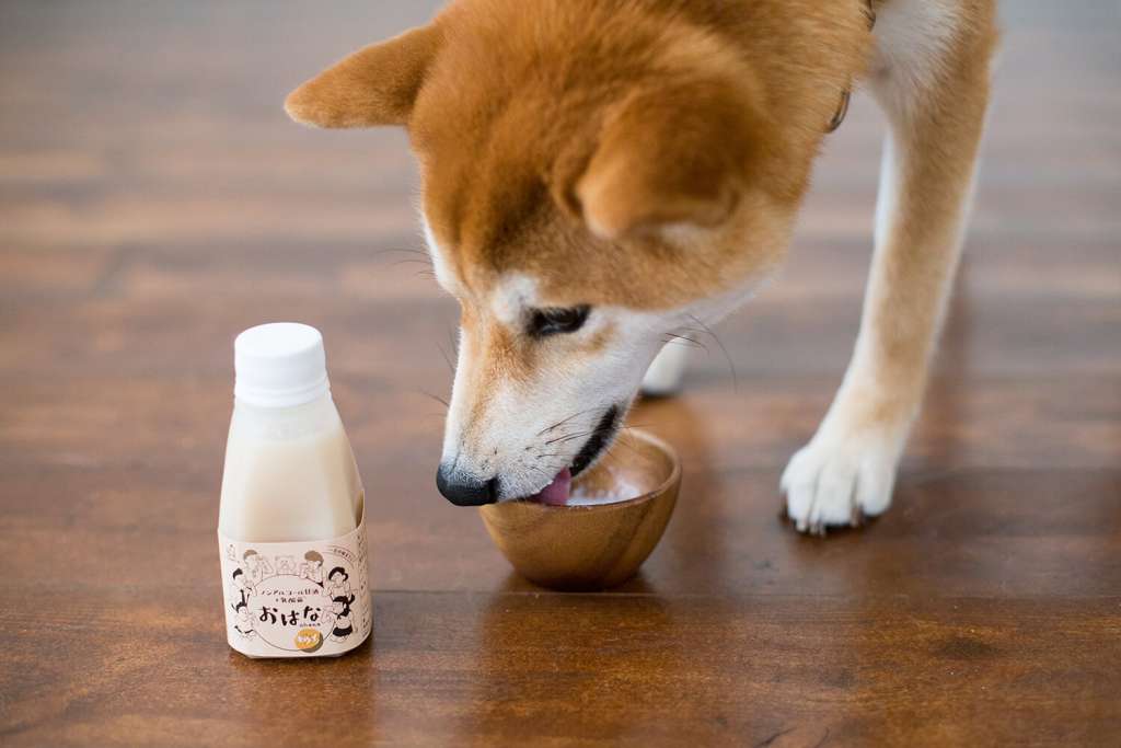 原材料は米と麹と植物性乳酸菌、水のみ