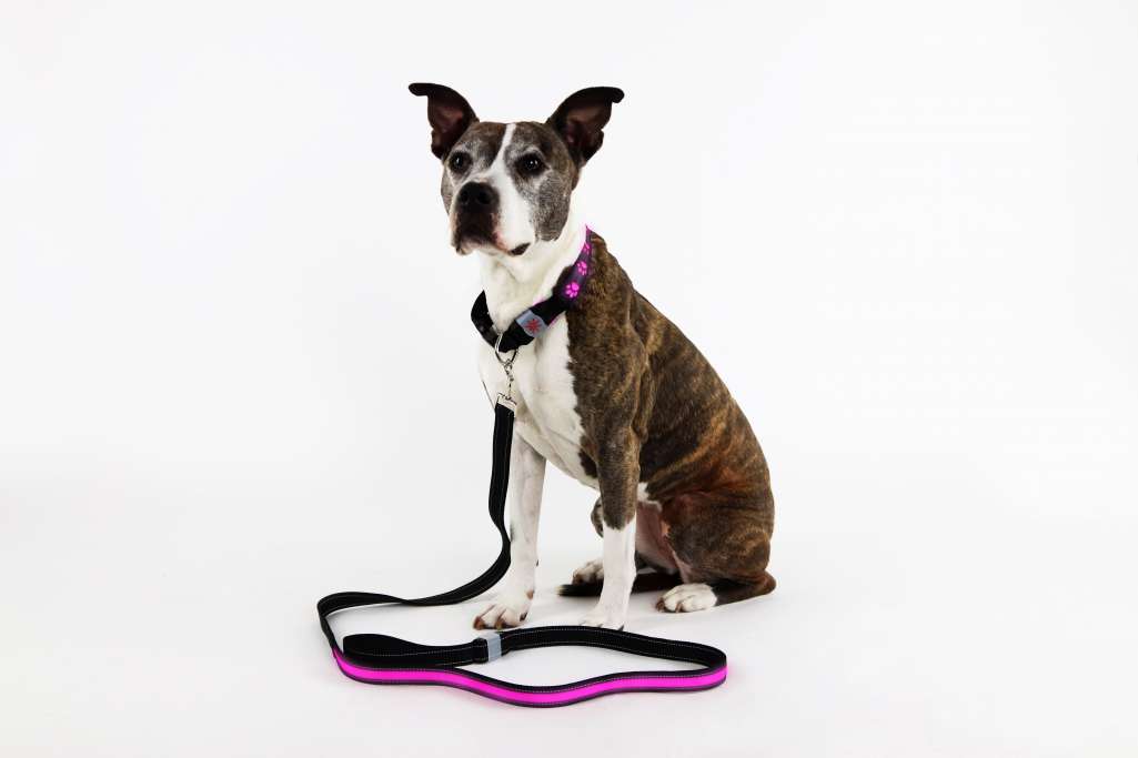 Dog Collarと組み合わせればさらに安心、「NIGHT SCOUT LED Dog Leash」