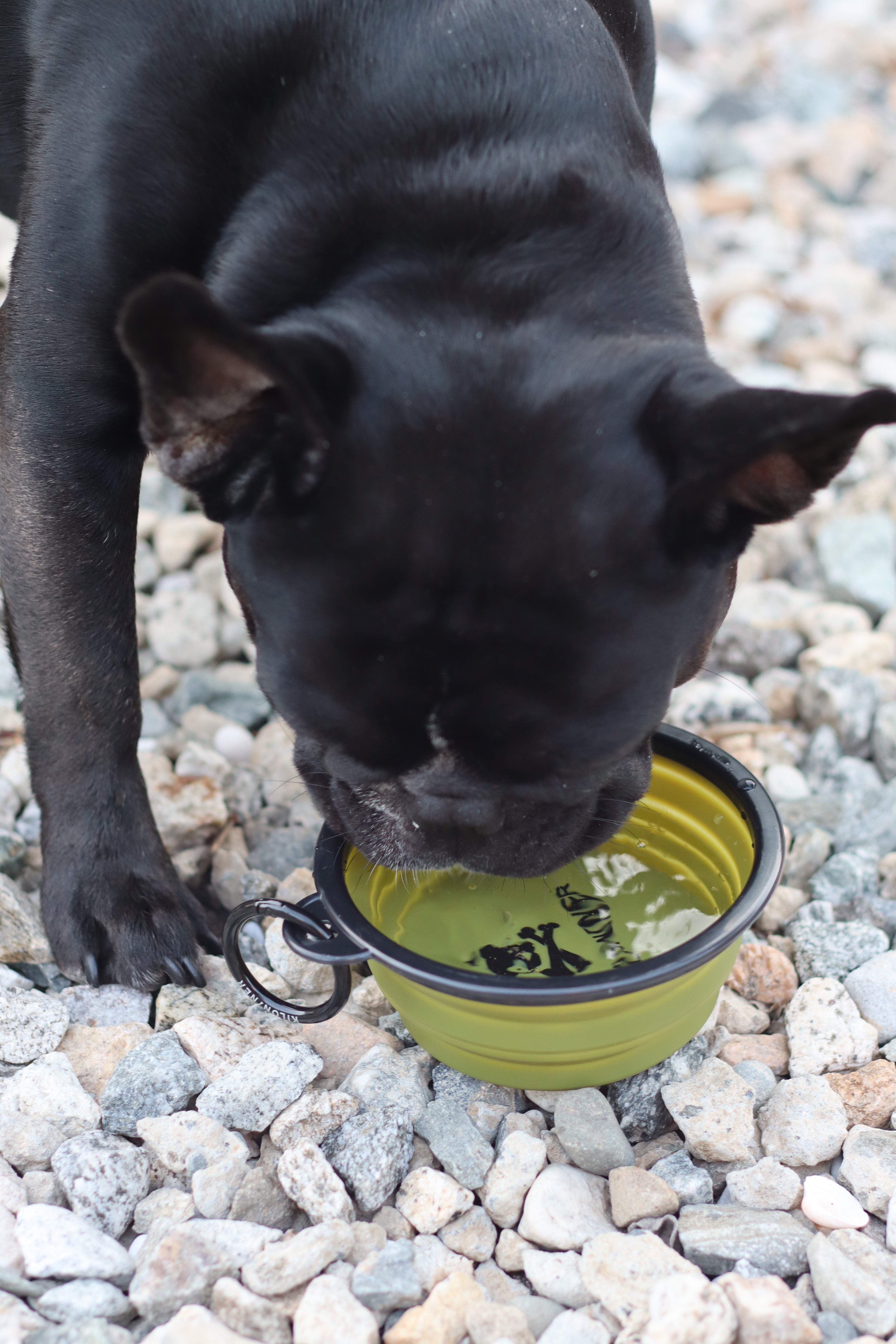 11,220円以上ご購入で人気の「CB1 Collapsible Pet Bowl（OD Green）」をプレゼント！