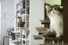 ディノスより、猫の飼い主のお悩みを解決する家具を新発売