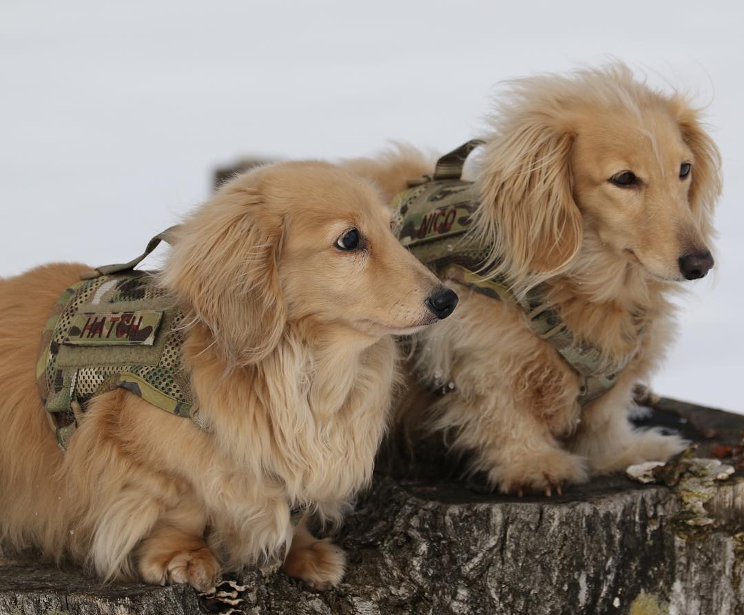 犬隊員だけではなく猫隊員も急増中、着用するだけでペットたちがたちまち特殊部隊隊員に変身してしまうKiloninerのアイテム