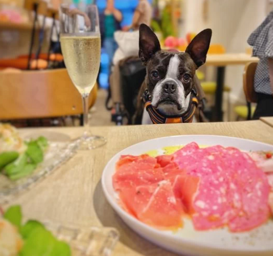 わんちゃんを連れて店内で食事するのは、ハードルが高いものです。