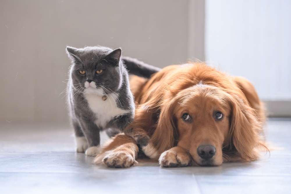 2匹まで飼育可能(犬・猫それぞれ)