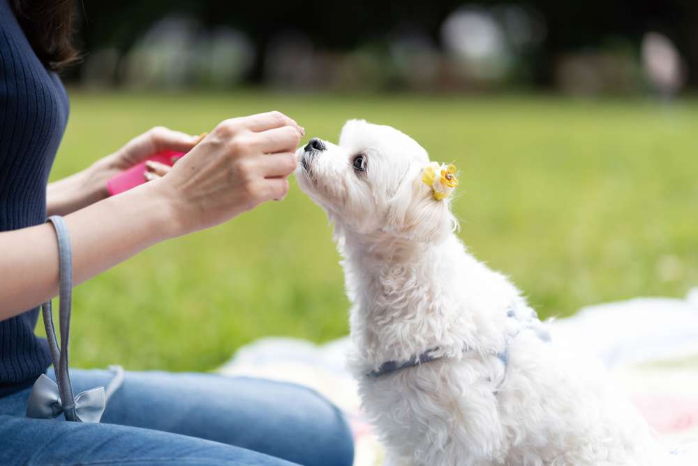 愛犬や愛猫へのご褒美やおさんぽの後など、絆を深めるコミュニケーションツールとしてお使いいただいております。