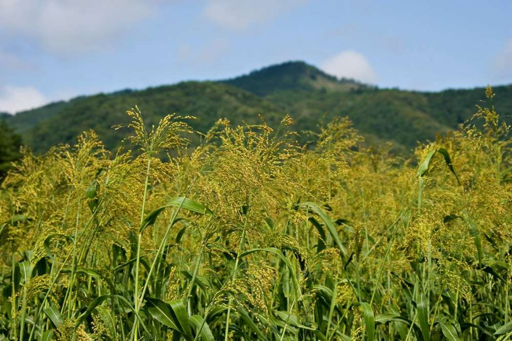 背丈以上によく伸びる箒草畑