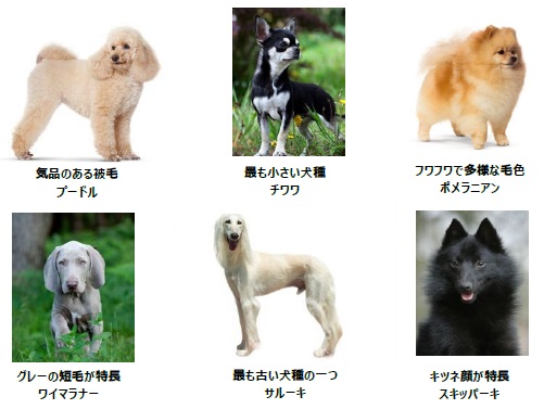 エントリーしている主な犬種