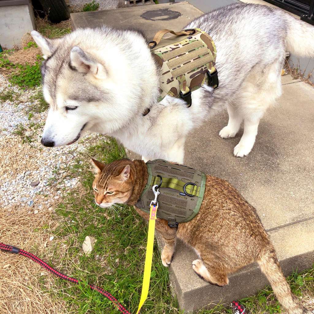 犬隊員＆猫隊員のツーショット