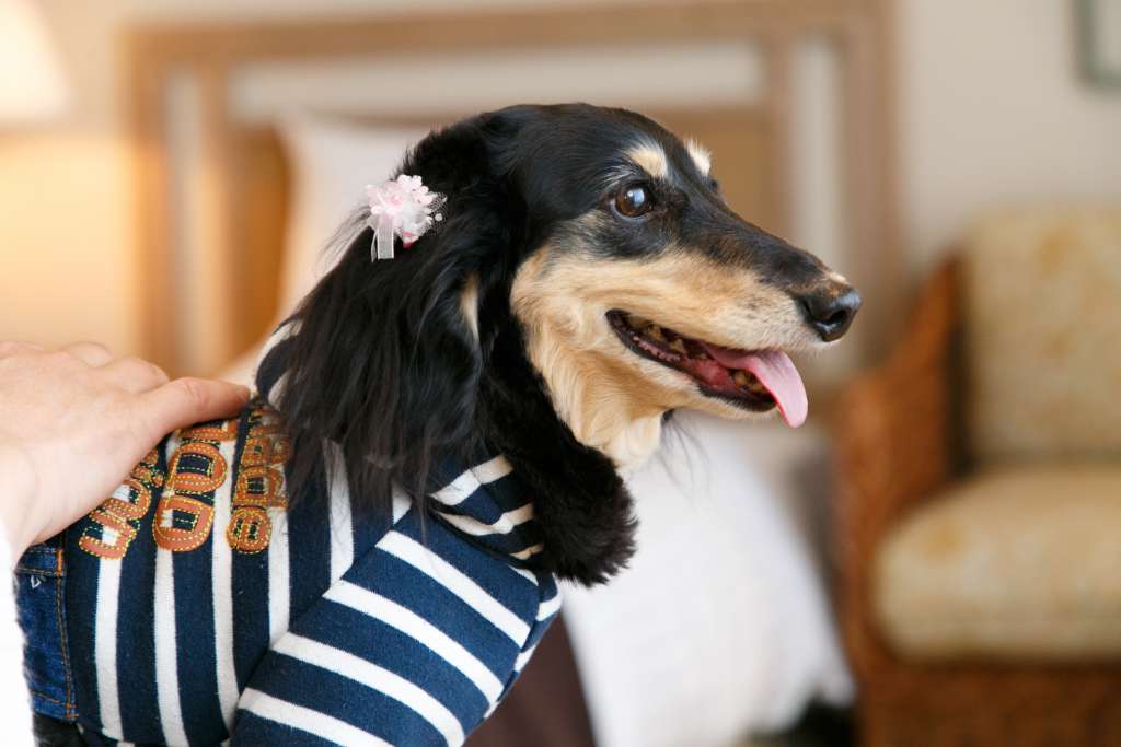 【オークラアカデミアパークホテル】 愛犬とホテルで過ごすリゾートステイ「ドッグフレンドリールーム」提供開始