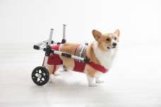 犬用補助車ドギーサポーターレンタルサービス開始！