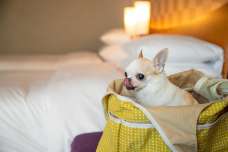 【セルリアンタワー東急ホテル】愛犬との渋谷ステイが叶う「ドッグフレンドリーステイ」