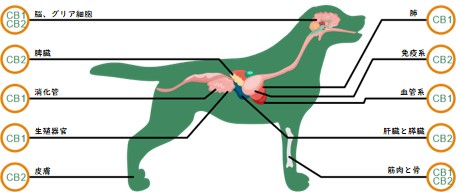 ペットの身体にもある身体調節機能(ECS)