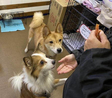 。飼えなくなった犬や猫の保護シェルターを運営するＮＰＯ法人「ティアハイム・コクア」