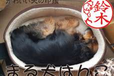 日本初登場！名前を抱え込む犬の姿がそのまま印鑑の外枠になった「まる犬はんこ」11月1日の犬の日に向けて、10月25日に発売開始