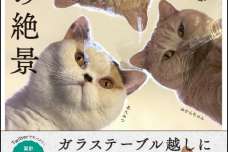 Twitterいいね数260万超！　TVでも話題の5匹の巨体猫「みかんとじろうさんち」初のフォトブック『猫の絶景』発売。10月18日より予約開始！