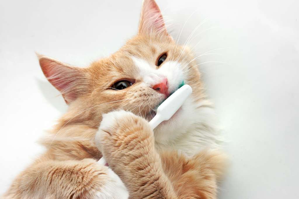 猫の日」に先駆け２/１８（金） 『歯磨きが苦手な猫のための簡単歯磨き』無料オンラインセミナー