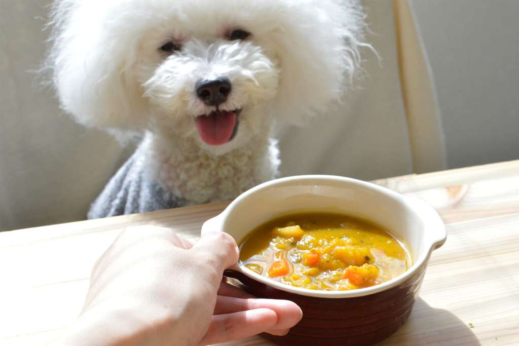 ペットフードと犬