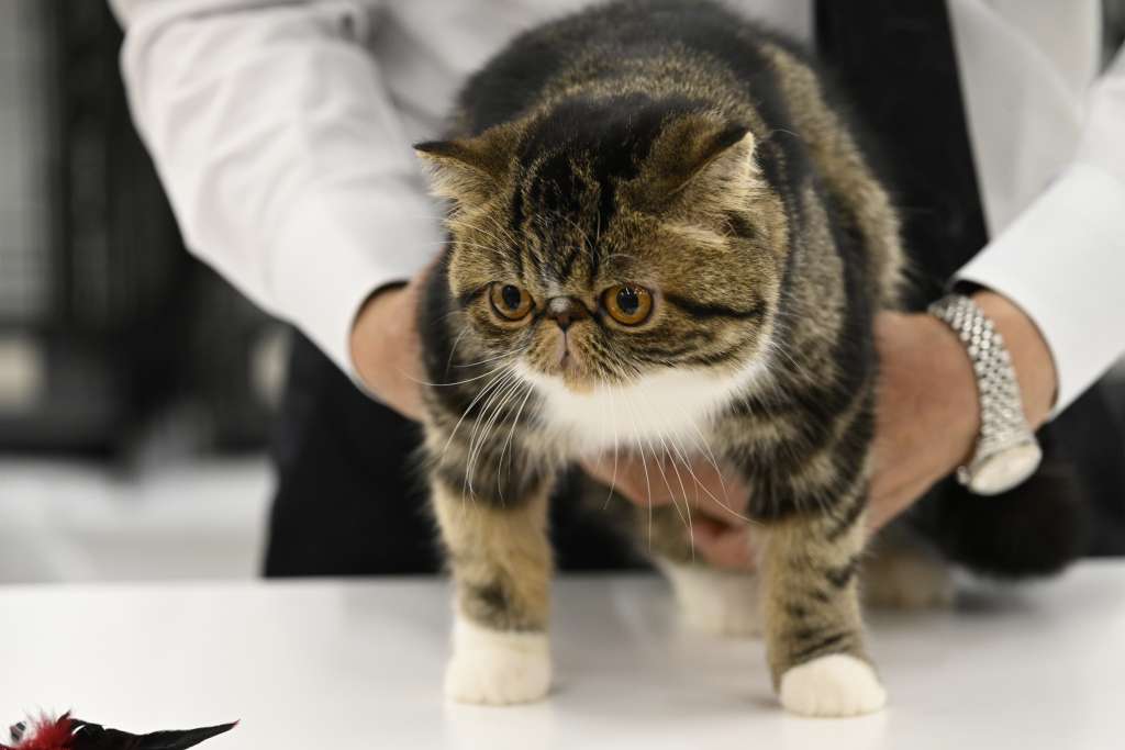 ペット業界　キャットショー　ロイヤルカナン